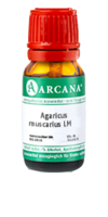 AGARICUS MUSCARIUS LM 100 Dilution