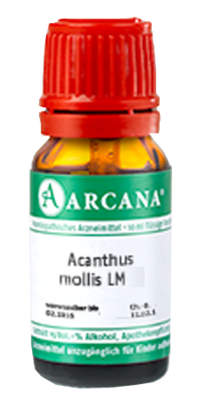 ACANTHUS mollis LM 2 Dilution