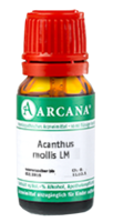 ACANTHUS mollis LM 13 Dilution