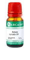 ACTAEA SPICATA LM 5 Dilution