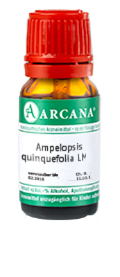 AMPELOPSIS quinquefolia LM 2 Dilution