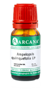 AMPELOPSIS quinquefolia LM 4 Dilution